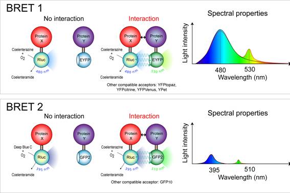 BRET-figure